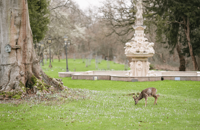 Deer in parkland at Berwick Lodge Bristol