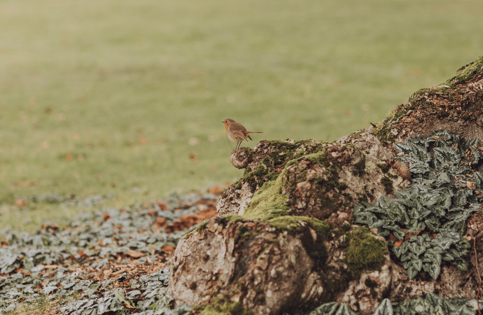 Robin in gardens at Berwick Lodge near Bristol